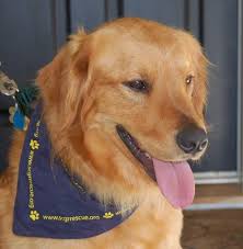 Adopt T Rex On Petfinder Golden Retriever Golden Retriever Rescue Dog Adoption