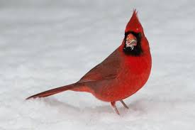 Red Bird With No Feathers On Head Snow Faced Northern Cardinal With A Seed Most Beautiful Birds Beautiful Birds Bird Photo