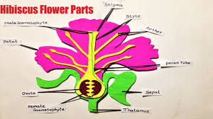 However, most have a similar basic structure. Hibiscus Flower Parts Science Exhibition Diy School Project Working And Non Working Models For Science Exhibitions Or Science Fair