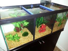 Divided Betta Tank Betta Tank Betta Betta Fish Tank