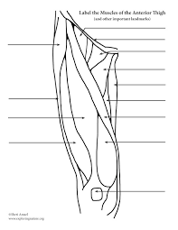 In these organs, muscles serve to move substances throughout. Muscles Of The Thigh And Hip Anterior Labeling