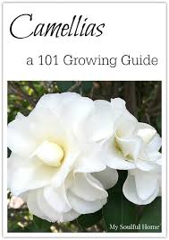 Camellias A 101 Guide My Soulful Home Camellia Plant Garden Shrubs Box Wood Shrub