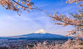 Cherry Blossom In The Fuji Five Lakes Area Kyuhoshi