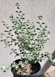 Image result for Zygophyllum