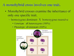 A monohybrid cross invovles one trait. History Terms Punnett Squares Ppt Download