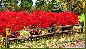Burning bushes are very popular choices for deciduous landscapes. Shrubs Hedges Ornamental Trees Garden Shrubs Front Yard Landscaping Lawn And Garden