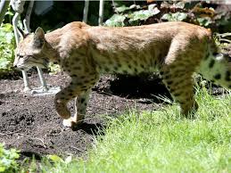 Tend to agree, we're also having a hard three people in vermont were involved in a rabid bobcat attack back in december. Calgary Senior Tells Of Being Mauled By Bobcat In Her Back Yard Calgary Herald