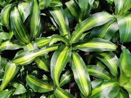 Image result for Dracaena fragrans