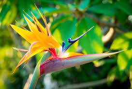 12 Common Plants That Are Poisonous To Dogs In 2021 Birds Of Paradise Flower Flower Identification Birds Of Paradise