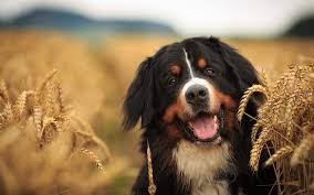 Bernese Mountain Dog Black Brown And White Dog Breeds Download Wallpapers Berner Sennenhund Bernese Mountain Dog Berner Black And White Dog Ears Of Wheat Pet Switzerland Swiss Alps Besthqwallpapers Com Bernese Mountain Dog Burmese Mountain Dogs Swiss Mountain Dogs
