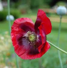 Papaver Somniferum Cherry Glow Silene Planting Poppy Seeds Papaver Somniferum Papaver