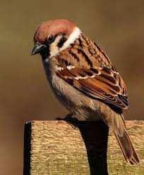 Colorful Small Bird With Long Beak Pin Op Little Birds