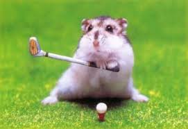 Hamster Playing Golf Funny Hamsters Cute Hamsters Silly Animals