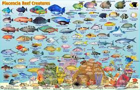 belize maps dive fish id cards