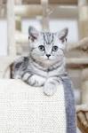 British Shorthair silver tabby kittens join the Secret Service