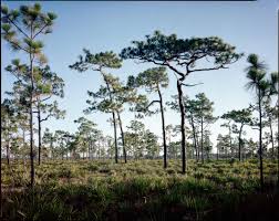 In this table of girth records in south carolina only girth measurements made at a height between 1.30 m and 1.50 m are listed. Photos Document The Last Remaining Old Growth Pine Forests Of The American South Travel Smithsonian Magazine