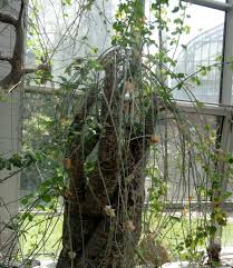 Image result for Adenia fruticosa