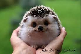 Baby animals pictures cute animal photos funny animal pictures animals and pets smiling animals nature animals happy animals animals images wild animals. The 35 Cutest Facts Of All Time Cute Animals Cute Baby Animals Baby Animals