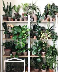 Pin On Indoor Greening