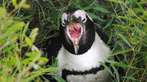 Penguin research penguin s pretty birds antarctica coast sled scientists brisbane environment. South Africa Penguins The Endangered Species Of Boulders Beach Epicure Culture