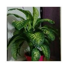 Buy Dieffenbachia Amoena Tropic Snow Plants Online At Lowest Price