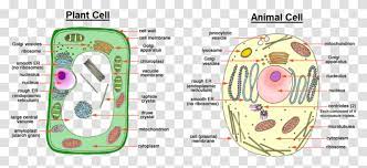 Check spelling or type a new query. Image Showing Difference Between Animal Cell And Plant Plot Menu Diagram Transparent Png Pngset Com