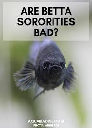 One fish will establish herself as dominant and the others will act in submission to that fish. Betta Sorority The Ugly Truth Aquariadise