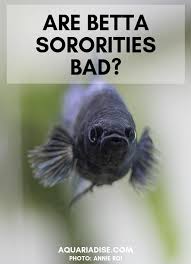 The labyrinth evolved to help these fish collect enough oxygen to survive. Betta Sorority The Ugly Truth Aquariadise
