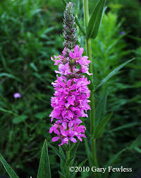 We did not find results for: Wetland Plants Of Wisconsin Lythrum Salicaceae Purple Loosestrife