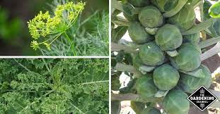 The another example of pest control is planting pumpkin within rows of corn. What Can You Plant Next To Brussels Sprouts Gardening Channel
