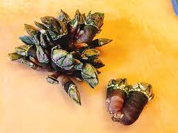 Percebes en japonés: ガチョウのバルナクル