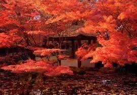 Japanese Garden Fort Worth Botanic Gardens Fort Worth Tx Our Wedding Site In 2009 Japanese Garden Japan Garden Beautiful Japanese Gardens