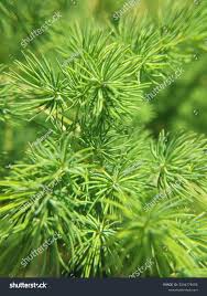 Image result for Disperis macowanii