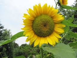 Sonnenschirmen der marken may, doppler und vielen mehr. Darf Man Im Kleingarten Wohnen Und Haushaltsgerate Nutzen Gartenbob De Der Garten Ratgeber
