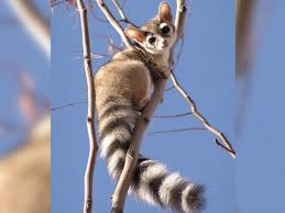 There is no such thing possible, so let your imagination run wild. Ringtail Cats Photos Of The Cutest Animal In North America Live Science
