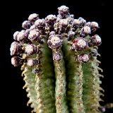 Image result for Euphorbia baylissii