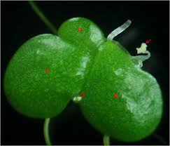 Image result for Lemna aequinoctialis