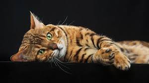 Bila kamu mau membelinya, ketahui harga, ciri, sifat, jenis, dan cara merawatnya di sini. Mahal 9 Kucing Ini Berharga Fantastis Belasan Juta Hingga Miliaran Rupiah Savannah Hingga Bengal Tribunnewsmaker Com