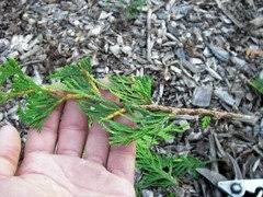 Image result for cuttings thujas