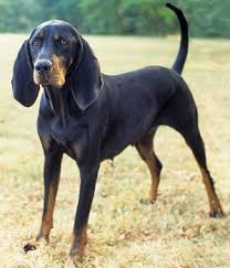 Black And Tan Coonhound Doberman Pinscher Mix Pin On Pup Nose