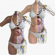 Human muscles · august 21, 2016. Female Torso Anatomy Stlfinder