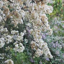 Image result for Buddleja saligna
