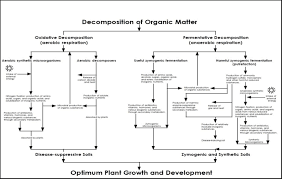 flow chart of the organic matter transformations by soil