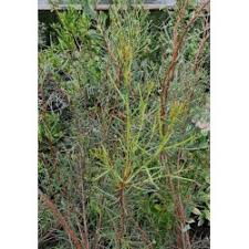 Image result for Euphorbia lissosperma