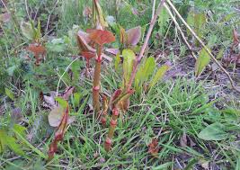 Maybe you would like to learn more about one of these? Frambozen Japanse Duizendknoop Crumble De Groene Vinger