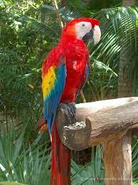 Maybe you would like to learn more about one of these? La Guacamaya Ave Nacional Wiki Honduras Fandom