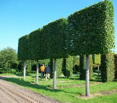 Pin On Trees