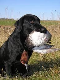 Definiții, sinonime pentru câine de vânătoare din dicționarele: Caine De VanÄƒtoare Wikipedia