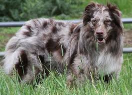 The merle color pattern can show up varying from puppy to puppy, even with red merle australian shepherds the gained popularity from rodeos. Some Key Facts About Australian Shepherd Puppy For Sale In Rising Sun Farm