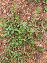 Image result for Blepharis integrifolia